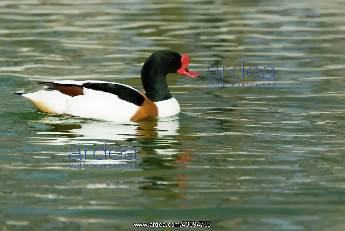 : Common Shelduck male : Common Shelduck male