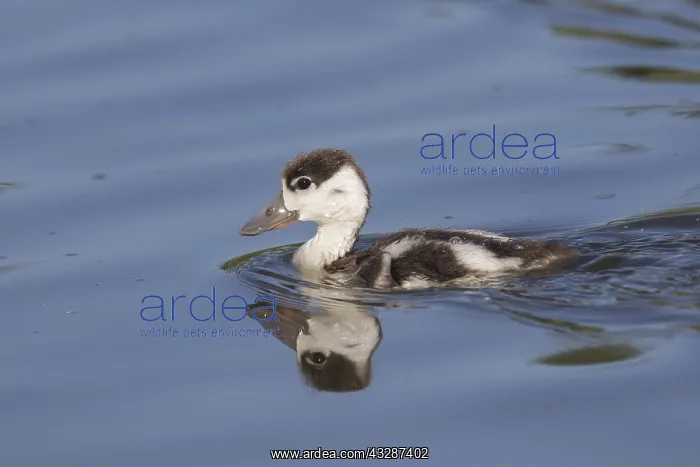 : Common Shelduck - swimming duckling - Germany : Common Shelduck - swimming duckling - Germany