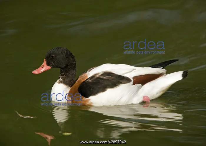  : Common Shelduck, swimming. Non-breeding plumage