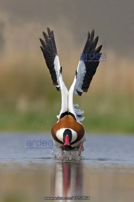 : Common Shelduck (Tadorna tadorna) adult male, flying : Common Shelduck (Tadorna tadorna) adult male, flying