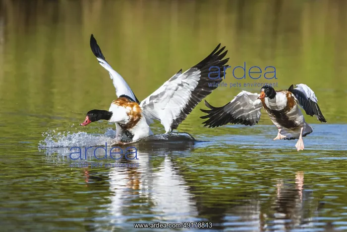 : Common Shelduck, Tadorna tadorna birds in fight on water : Common Shelduck, Tadorna tadorna birds in fight on water