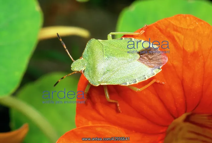 : Common Shield Bug - on flower : Common Shield Bug - on flower