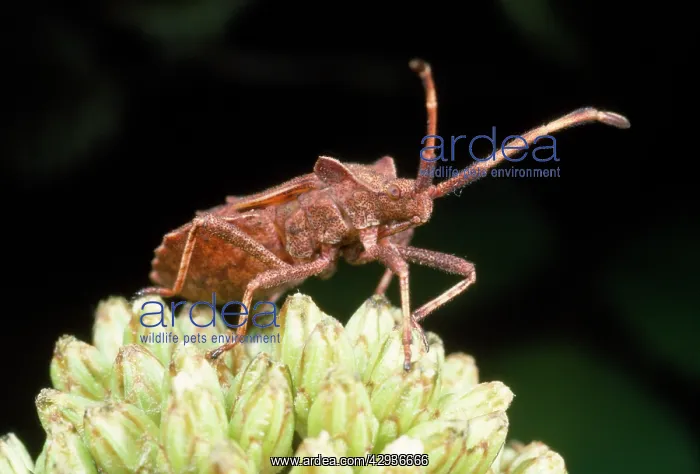 : Common Shield Bug - on flower : Common Shield Bug - on flower
