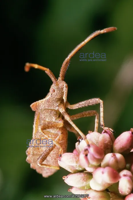 : Common Shield Bug / Stink bug : Common Shield Bug / Stink bug