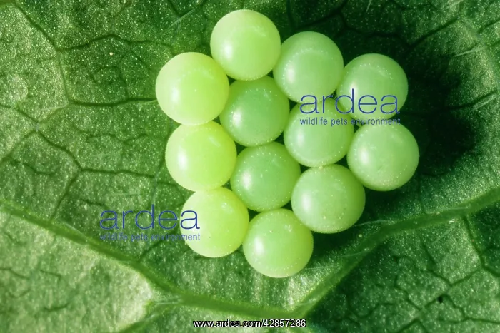 : Common Shield Bug / Stink bug Eggs : Common Shield Bug / Stink bug Eggs