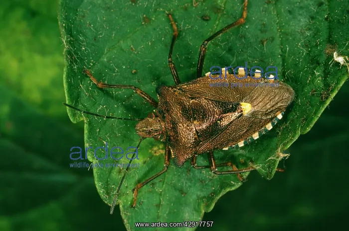 : Common Shield Bug / Stink bug - In forest : Common Shield Bug / Stink bug - In forest