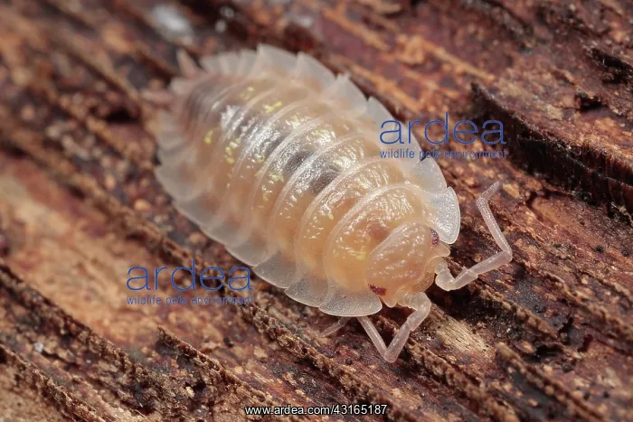 : Common Shiny Woodlouse : Common Shiny Woodlouse