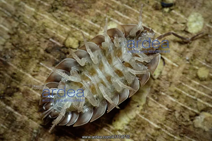: Common Shiny Woodlouse : Common Shiny Woodlouse