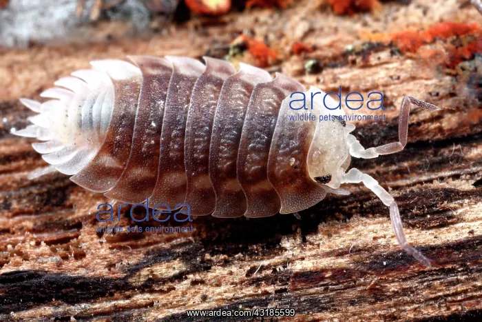 : Common Shiny Woodlouse : Common Shiny Woodlouse
