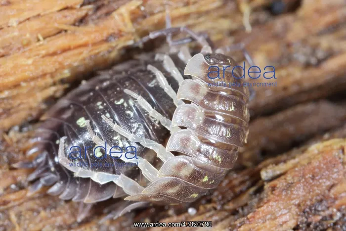: Common Shiny Woodlouse : Common Shiny Woodlouse