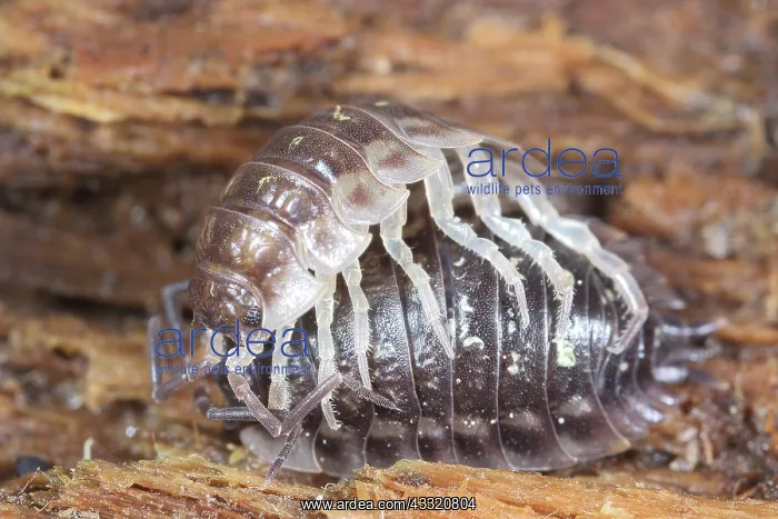: Common Shiny Woodlouse : Common Shiny Woodlouse
