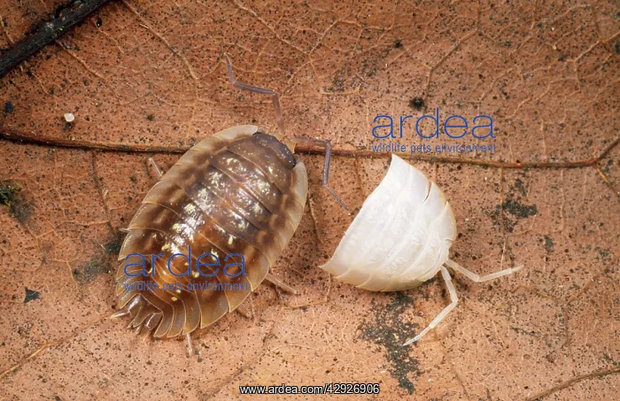 : Common Shiny WOODLOUSE - moulting : Common Shiny WOODLOUSE - moulting