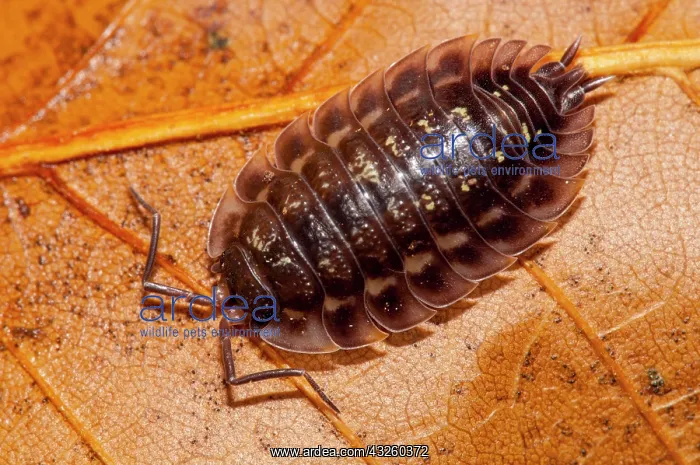 : A common shiny woodlouse (Oniscus asellus) walking : A common shiny woodlouse (Oniscus asellus) walking
