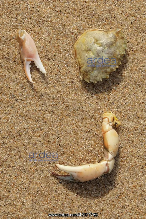: Common Shore Crab : Common Shore Crab
