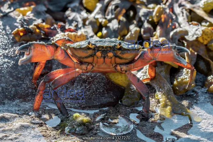 : Common shore crab (Carcinus maenas) in threat di : Common shore crab (Carcinus maenas) in threat di