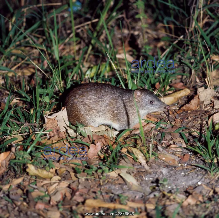 : Common Short-nosed / Brown Bandicoot : Common Short-nosed / Brown Bandicoot