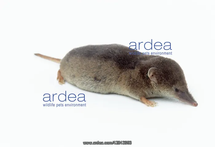  : Common SHREW