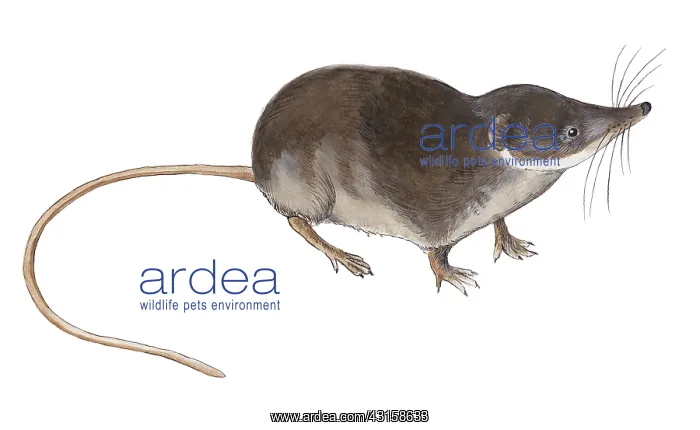: Common Shrew : Common Shrew