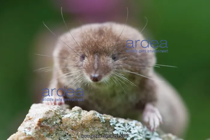 : Common Shrew - on stone in garden : Common Shrew - on stone in garden