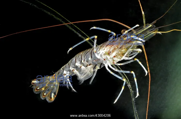 : Common Shrimp : Common Shrimp