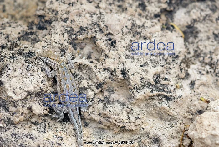 : Common Side-blotched Lizard : Common Side-blotched Lizard