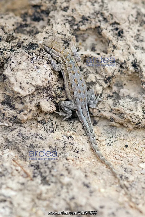 : Common Side-blotched Lizard : Common Side-blotched Lizard