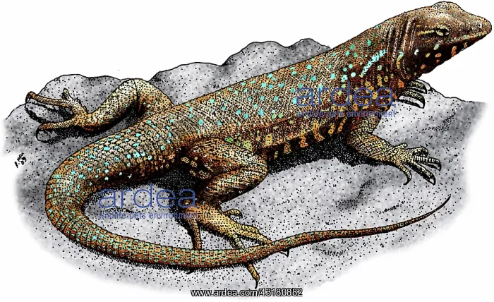 : Common Side-Blotched Lizard : Common Side-Blotched Lizard