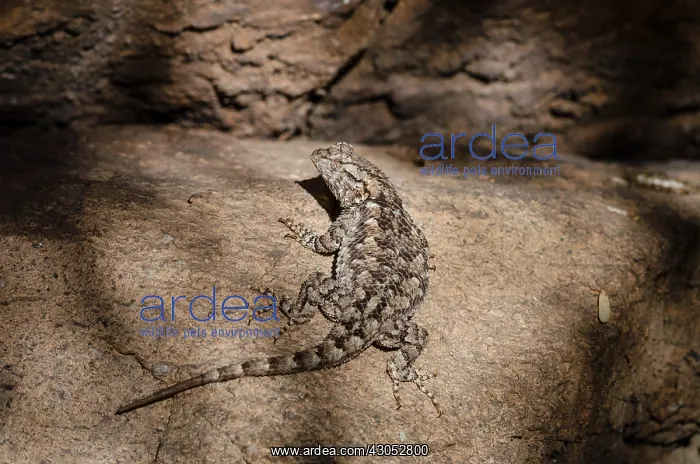: Common side-blotched lizard (Uta stansburiana) : Common side-blotched lizard (Uta stansburiana)