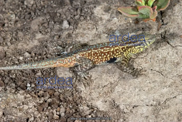 : Common Side-blotched Lizard, Uta stansburiana : Common Side-blotched Lizard, Uta stansburiana
