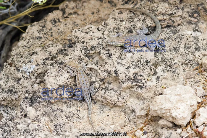 : Common Side-blotched Lizards