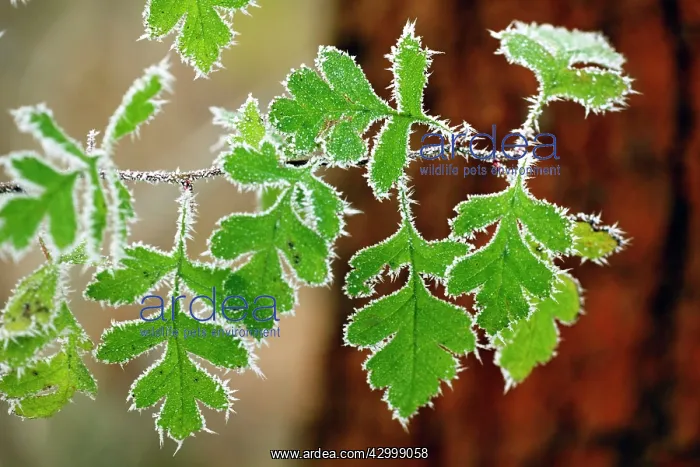 : Common / Single-seeded Hawthorn - leaves covered : Common / Single-seeded Hawthorn - leaves covered