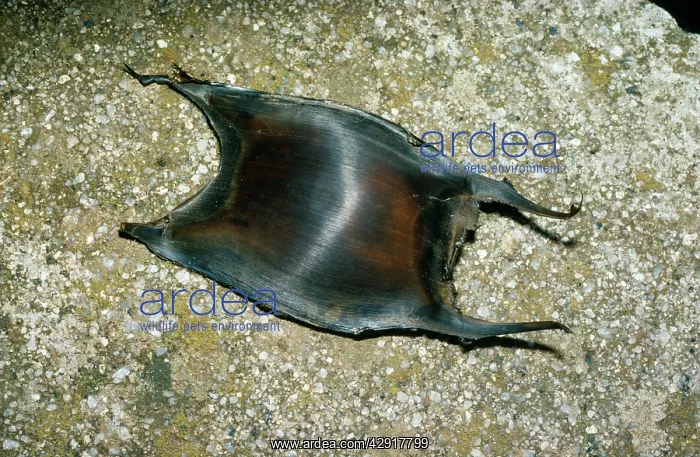 : Common Skate - Egg Case / Mermaid's purse : Common Skate - Egg Case / Mermaid's purse