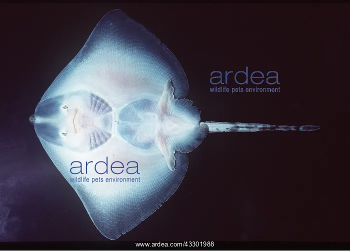 : Common SKATE - underside : Common SKATE - underside