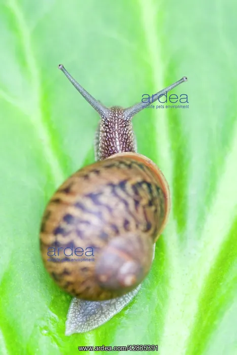 : Common Snail - on Bergenia leaf : Common Snail - on Bergenia leaf