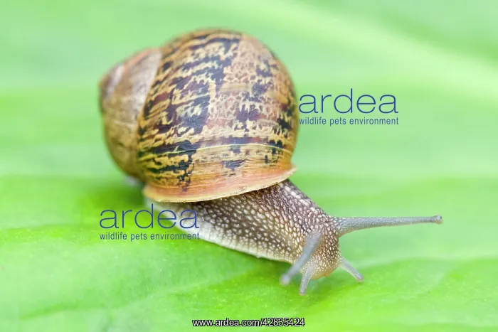 : Common Snail - on Bergenia leaf : Common Snail - on Bergenia leaf