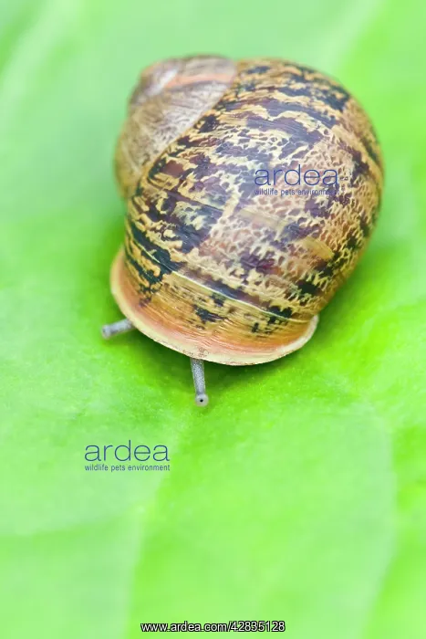 : Common Snail - eyes emerging : Common Snail - eyes emerging