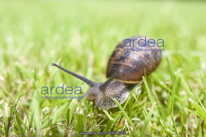 : Common Snail on grass - Norfolk UK : Common Snail on grass - Norfolk UK