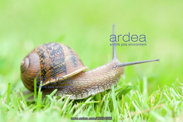 : Common Snail on lawn : Common Snail on lawn