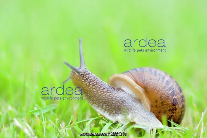 : Common Snail on lawn : Common Snail on lawn