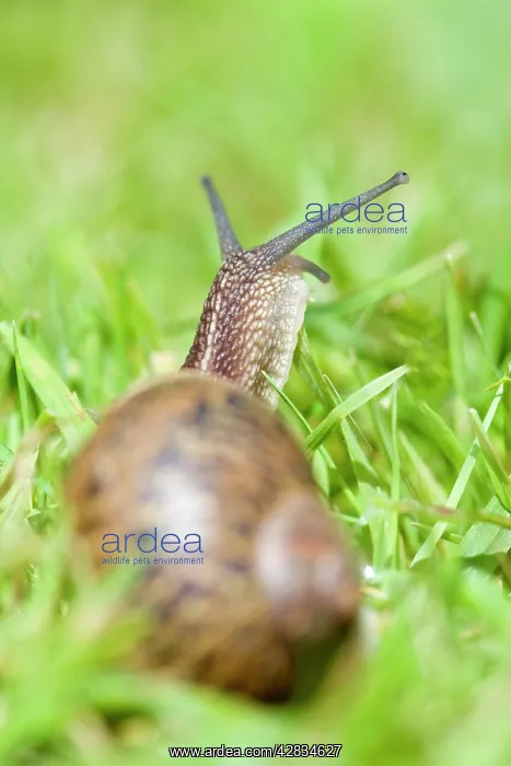 : Common Snail on lawn : Common Snail on lawn