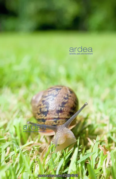 : Common Snail on lawn : Common Snail on lawn