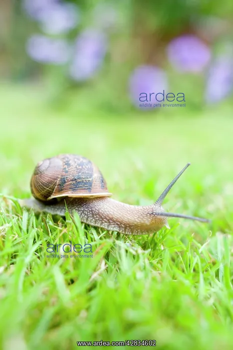 : Common Snail on lawn with flower border behind : Common Snail on lawn with flower border behind