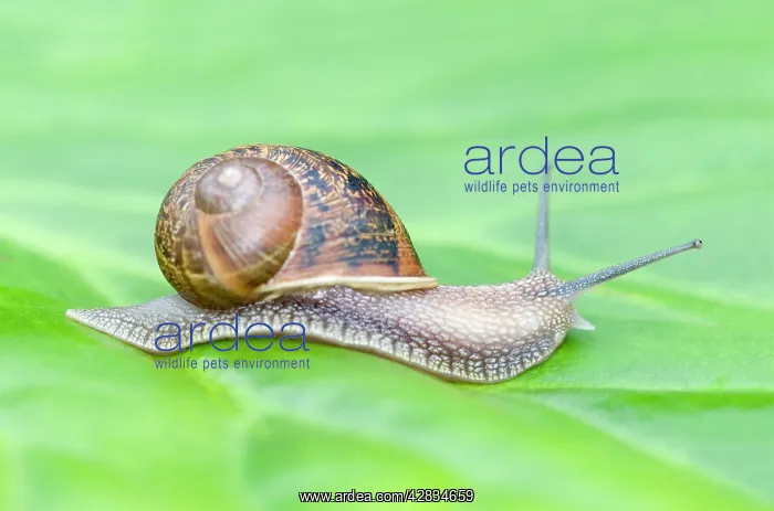 : Common Snail on leaf : Common Snail on leaf
