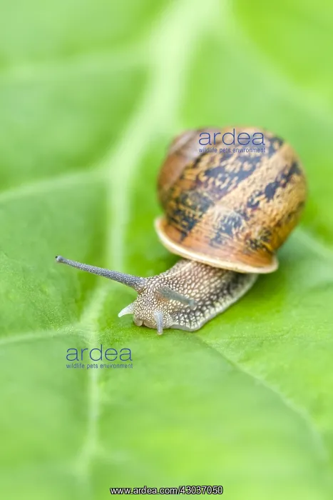 : Common Snail on leaf - Norfolk UK : Common Snail on leaf - Norfolk UK
