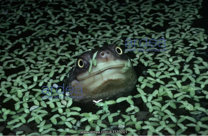 : Common Snake-necked Tortoise / Turtle in water : Common Snake-necked Tortoise / Turtle in water