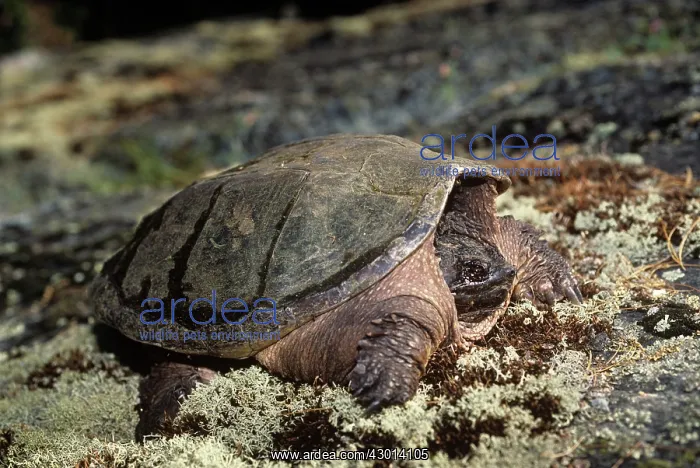 : Common Snapping Turtle : Common Snapping Turtle