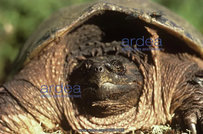 : Common Snapping Turtle : Common Snapping Turtle