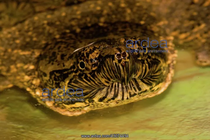 : Common Snapping Turtle : Common Snapping Turtle
