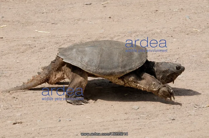 : Common Snapping Turtle : Common Snapping Turtle