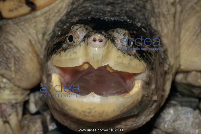 : Common Snapping Turtle : Common Snapping Turtle